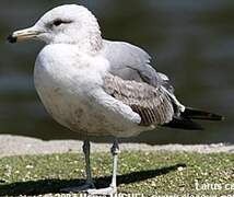 California Gull