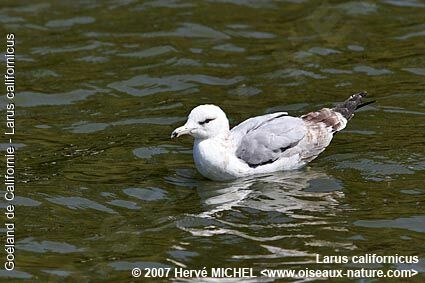 California Gullimmature