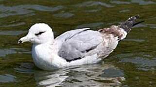 California Gull