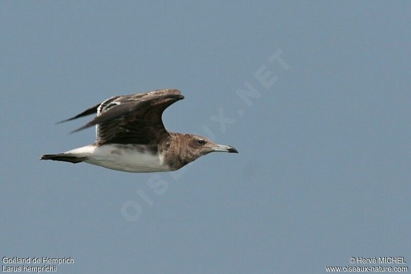 Sooty GullFirst year, Flight