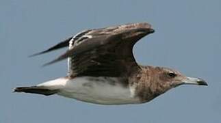 Sooty Gull