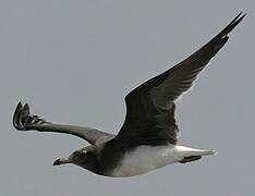 Sooty Gull