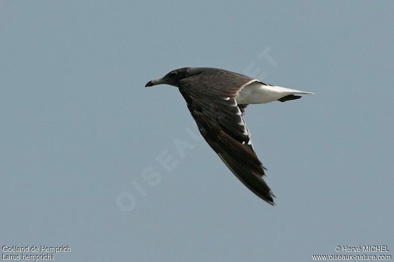 Sooty Gulladult post breeding, Flight