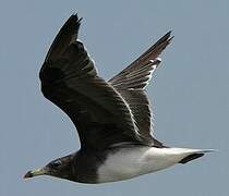 Sooty Gull