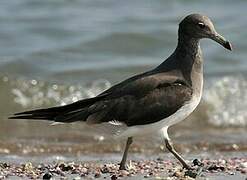 Sooty Gull