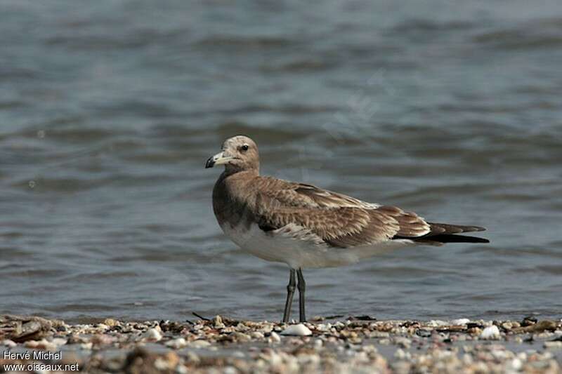 Sooty GullFirst year, identification