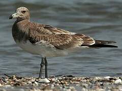 Sooty Gull