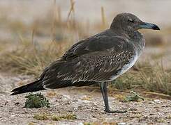 Sooty Gull