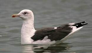 Lesser Black-backed Gull (heuglini)