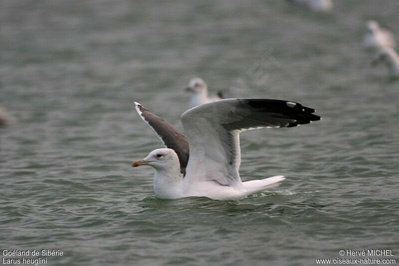 Lesser Black-backed Gull (heuglini)adult post breeding, identification