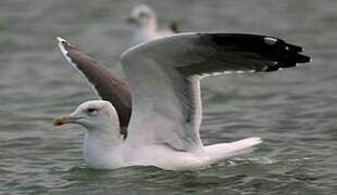 Lesser Black-backed Gull (heuglini)