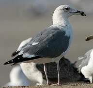 Lesser Black-backed Gull (heuglini)