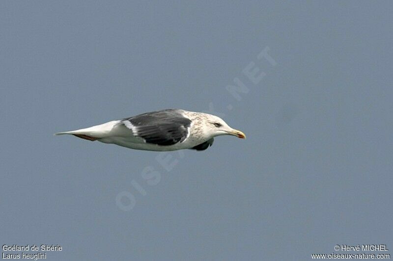 Lesser Black-backed Gull (heuglini)adult post breeding, Flight