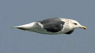 Lesser Black-backed Gull (heuglini)