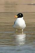 Pallas's Gull