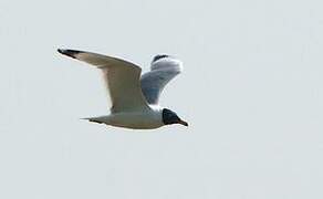 Pallas's Gull