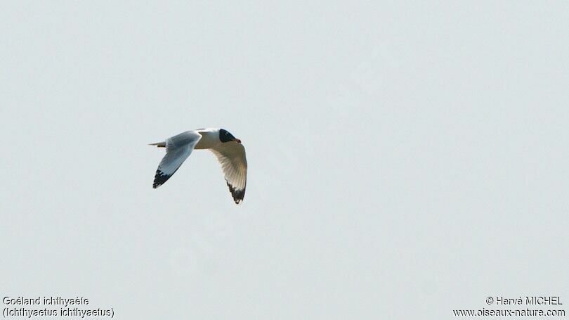 Pallas's Gull