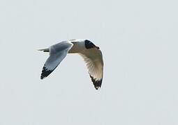 Pallas's Gull