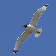 Pallas's Gull