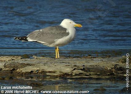 Yellow-legged Gulladult breeding