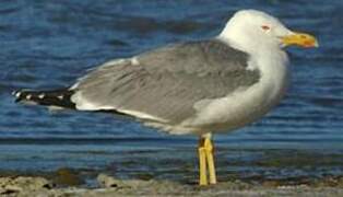 Yellow-legged Gull