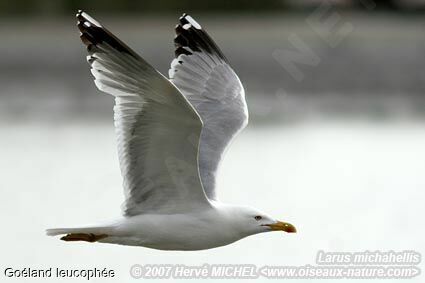 Yellow-legged Gulladult