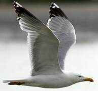 Yellow-legged Gull