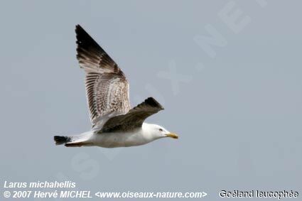 Yellow-legged GullFirst year