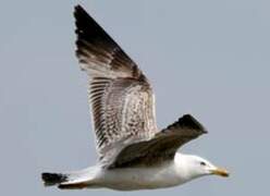 Yellow-legged Gull