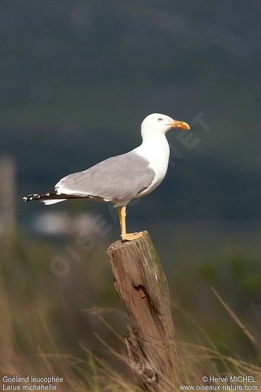 Yellow-legged Gulladult breeding, identification