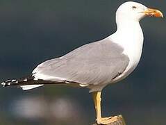 Yellow-legged Gull