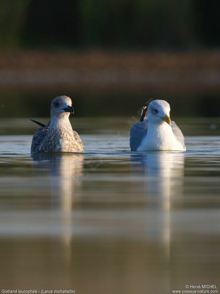 Yellow-legged Gull