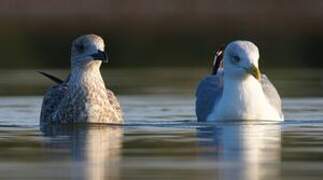 Yellow-legged Gull