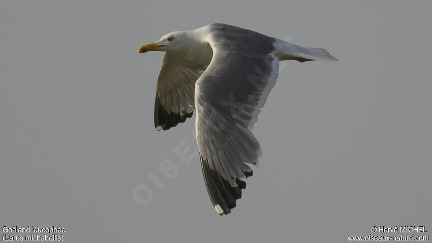 Yellow-legged Gulladult