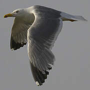 Yellow-legged Gull