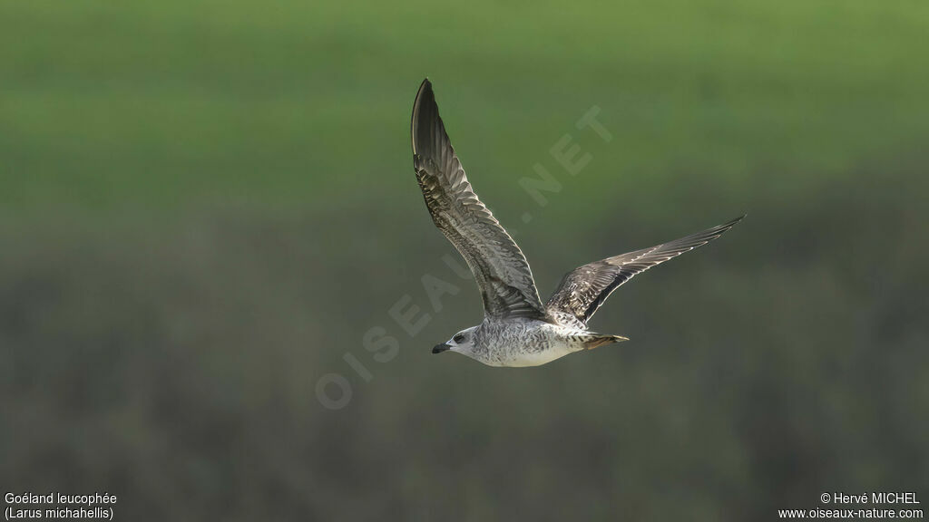 Yellow-legged GullFirst year