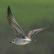 Yellow-legged Gull