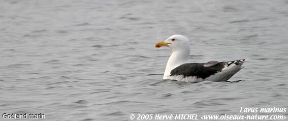 Great Black-backed Gull