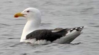 Great Black-backed Gull