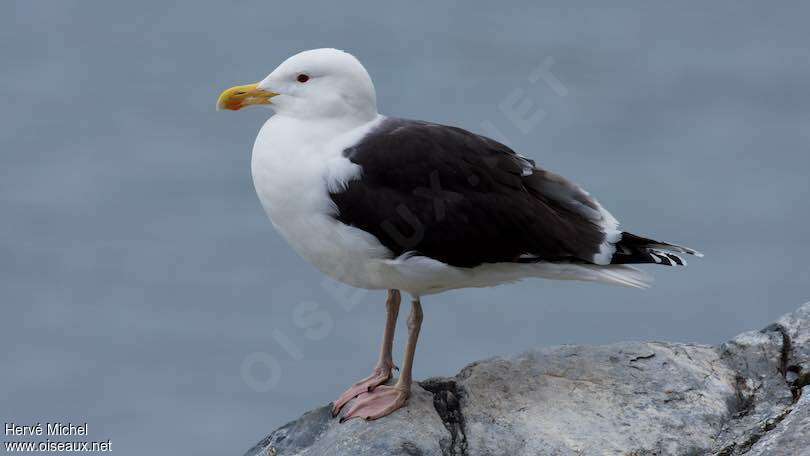 Great Black-backed Gulladult breeding