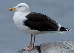 Great Black-backed Gull