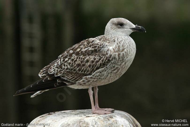 Great Black-backed GullFirst year