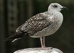 Great Black-backed Gull