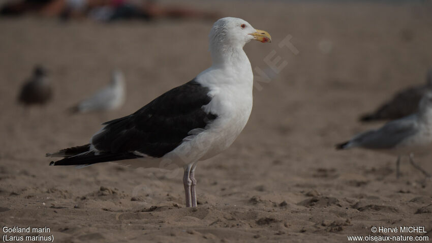 Great Black-backed Gulladult