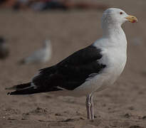 Great Black-backed Gull