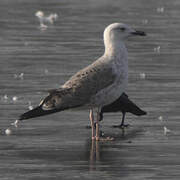 Caspian Gull