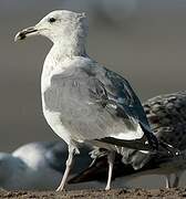 Caspian Gull