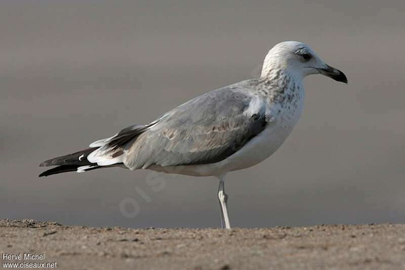 Caspian GullThird  year, identification