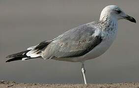 Caspian Gull