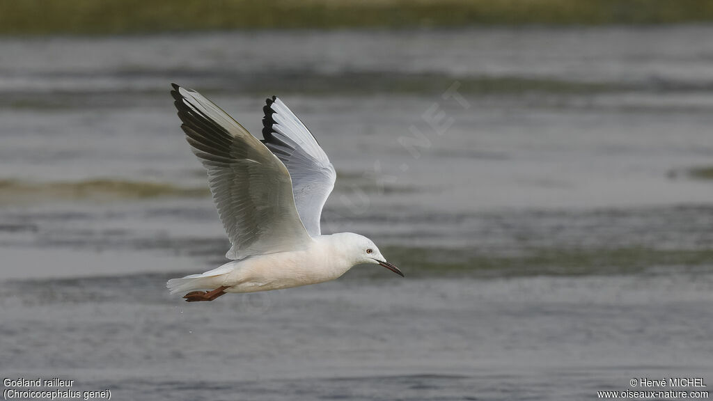 Slender-billed Gulladult breeding